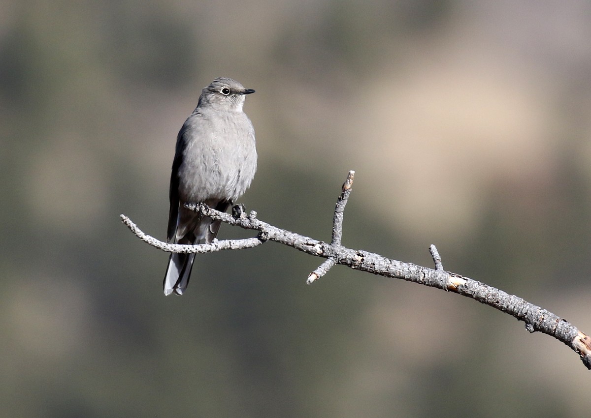 Townsend's Solitaire - ML83868101
