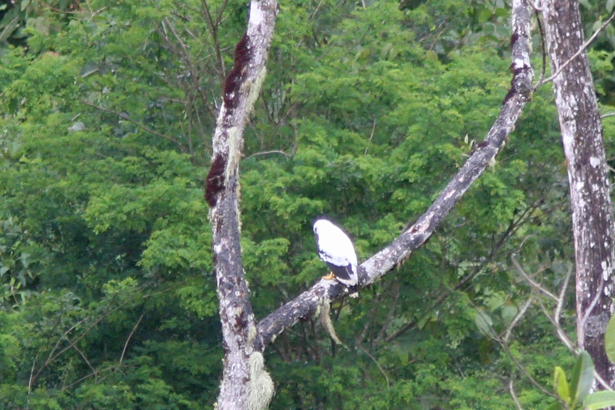 White Hawk - Larry Therrien