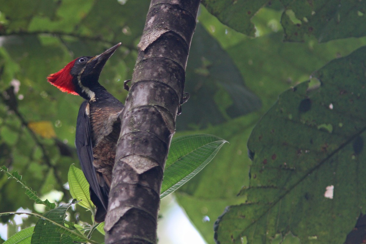 Lineated Woodpecker - ML83868931