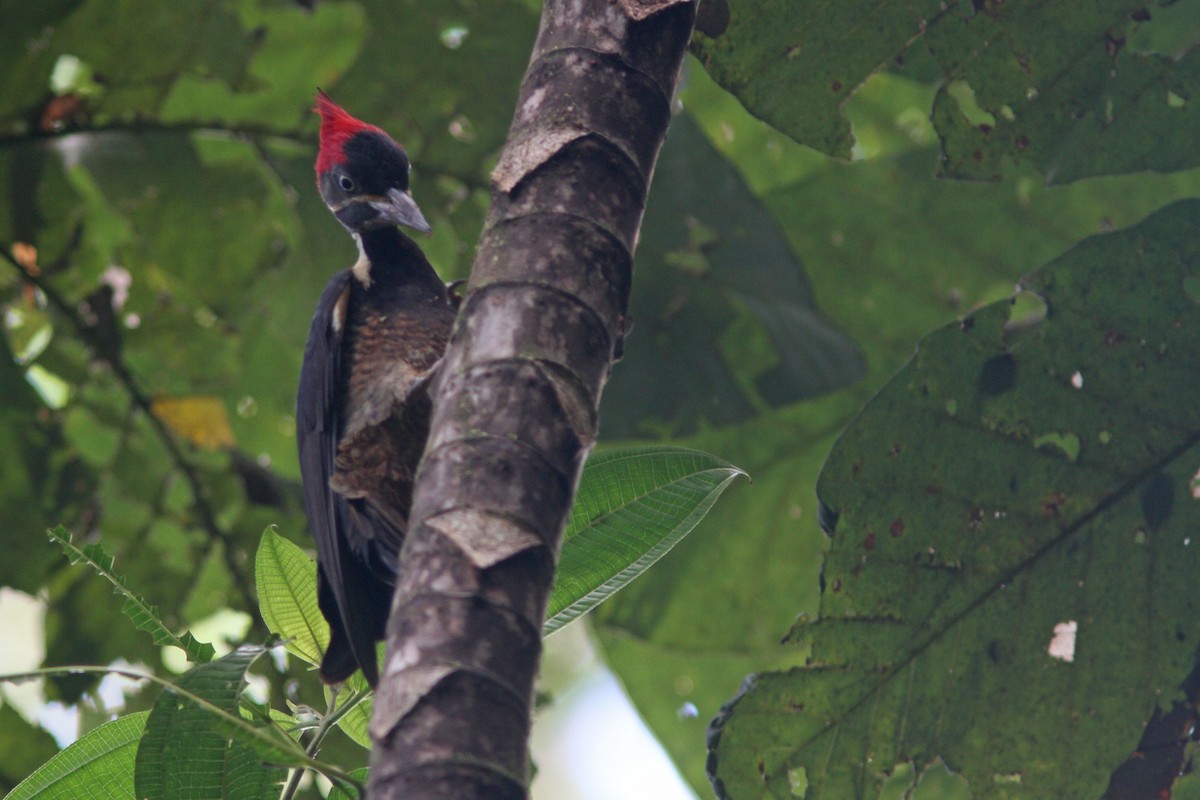 Lineated Woodpecker - ML83868941