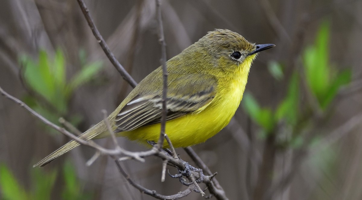 Dinelli's Doradito - Miguel Ansenuza