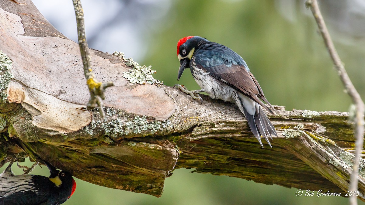 Acorn Woodpecker - ML83871071