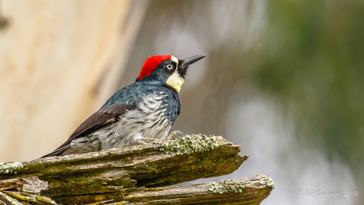 Acorn Woodpecker - ML83871131