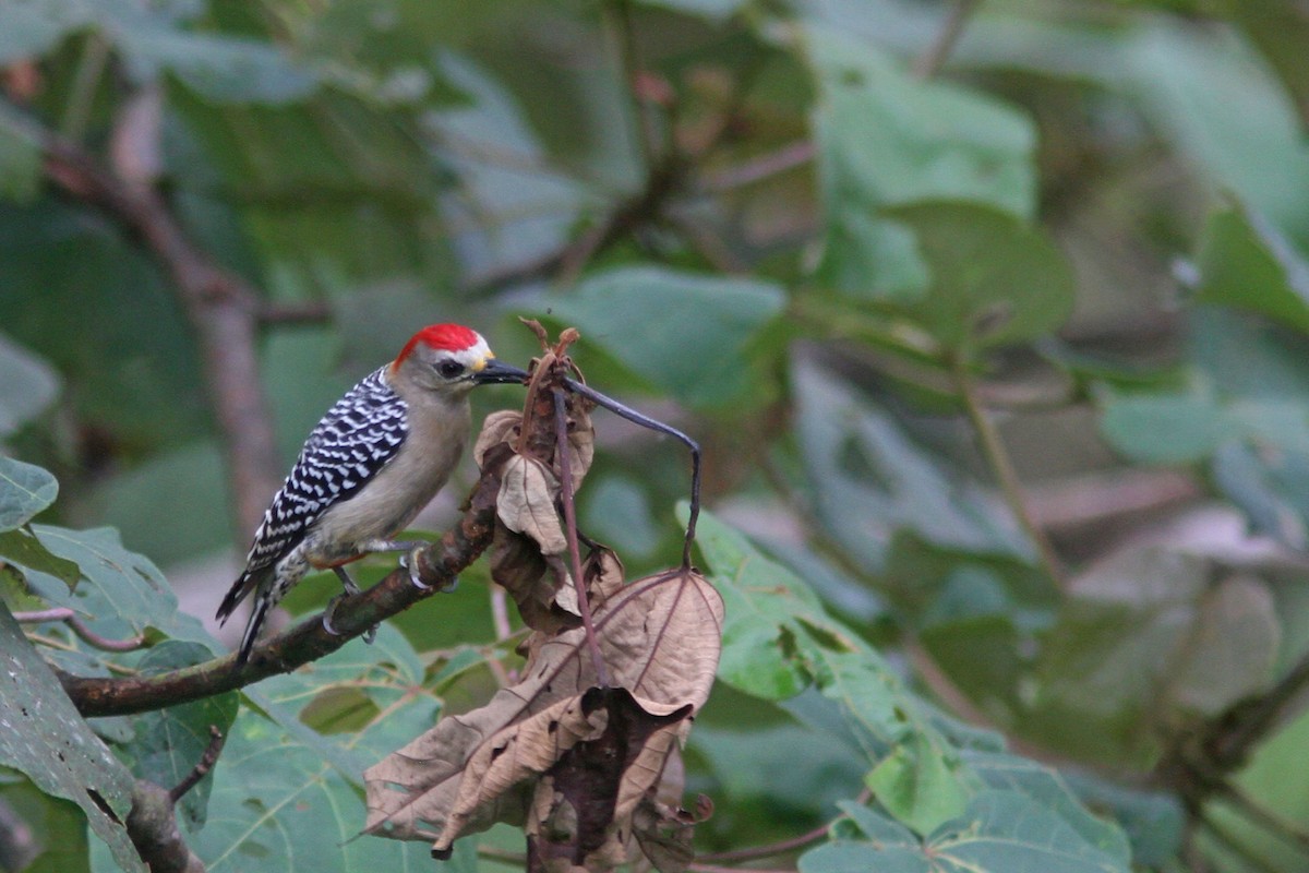 Red-crowned Woodpecker - ML83872631