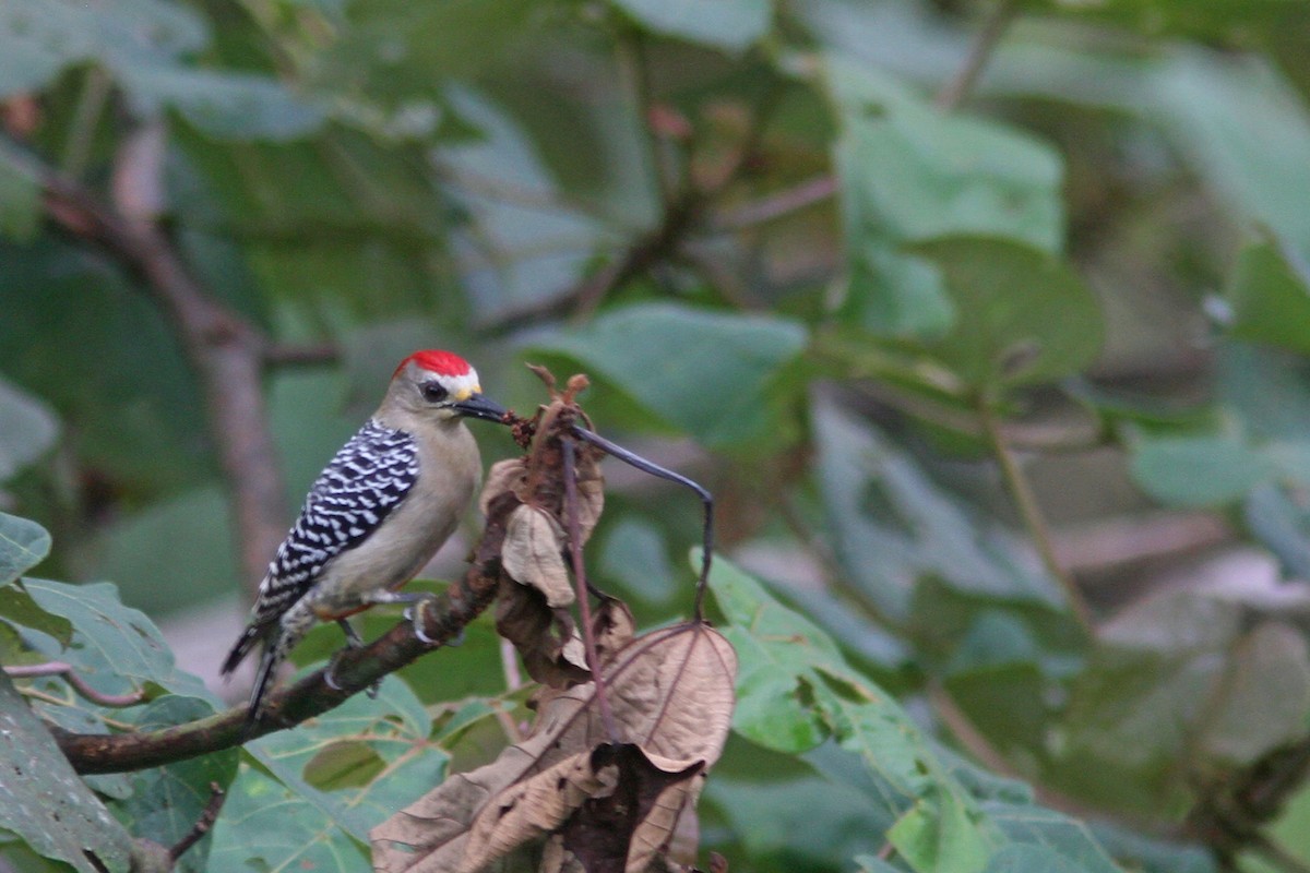 Red-crowned Woodpecker - ML83872661