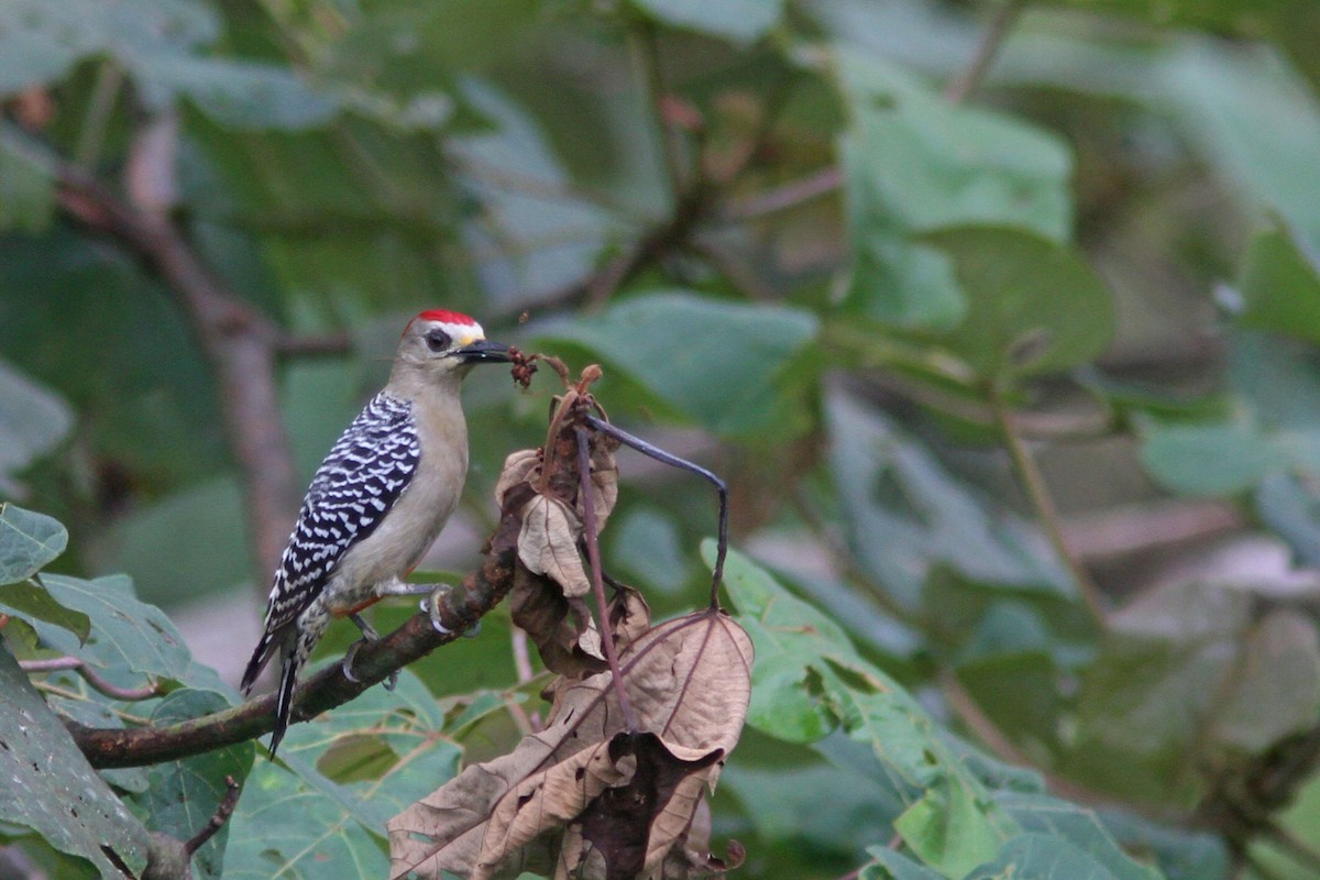 Red-crowned Woodpecker - ML83872681