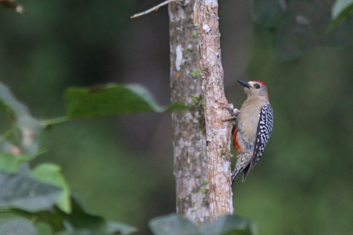 Red-crowned Woodpecker - ML83872711