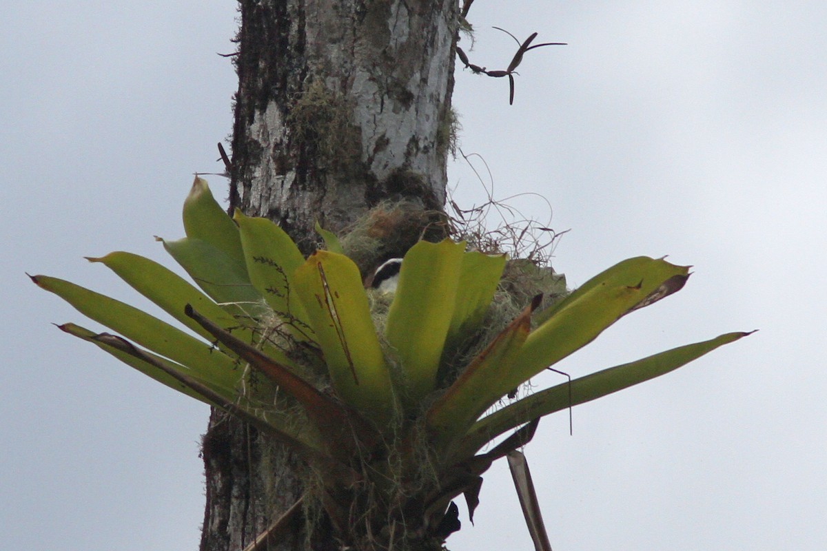 Great Kiskadee - ML83873121