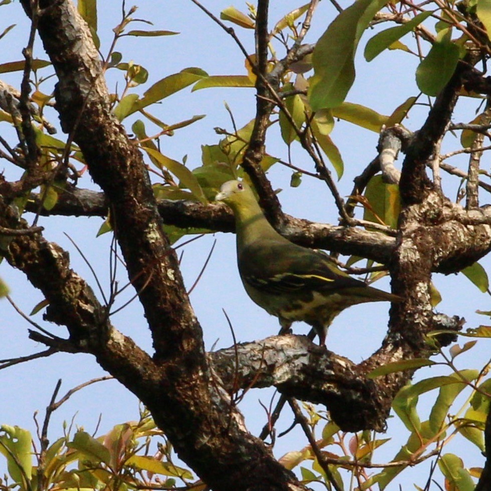Gray-fronted Green-Pigeon - ML83873201