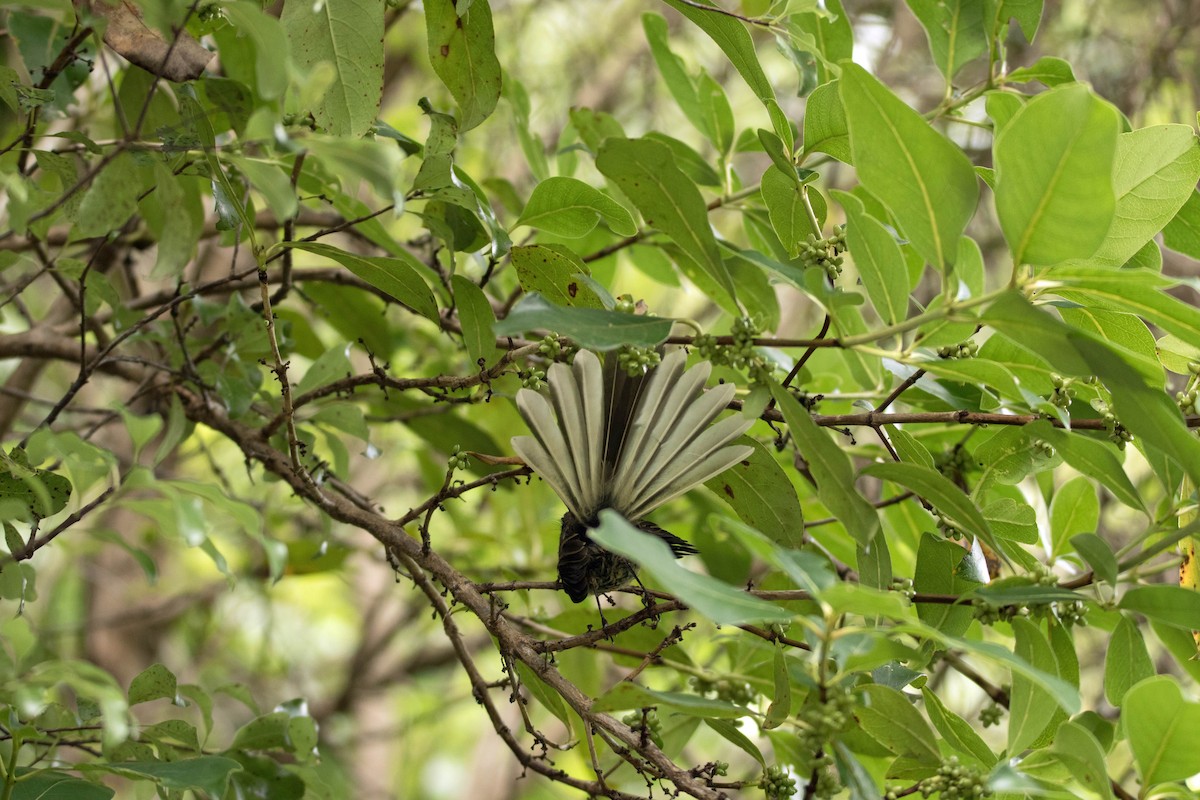 New Zealand Fantail - ML83873391