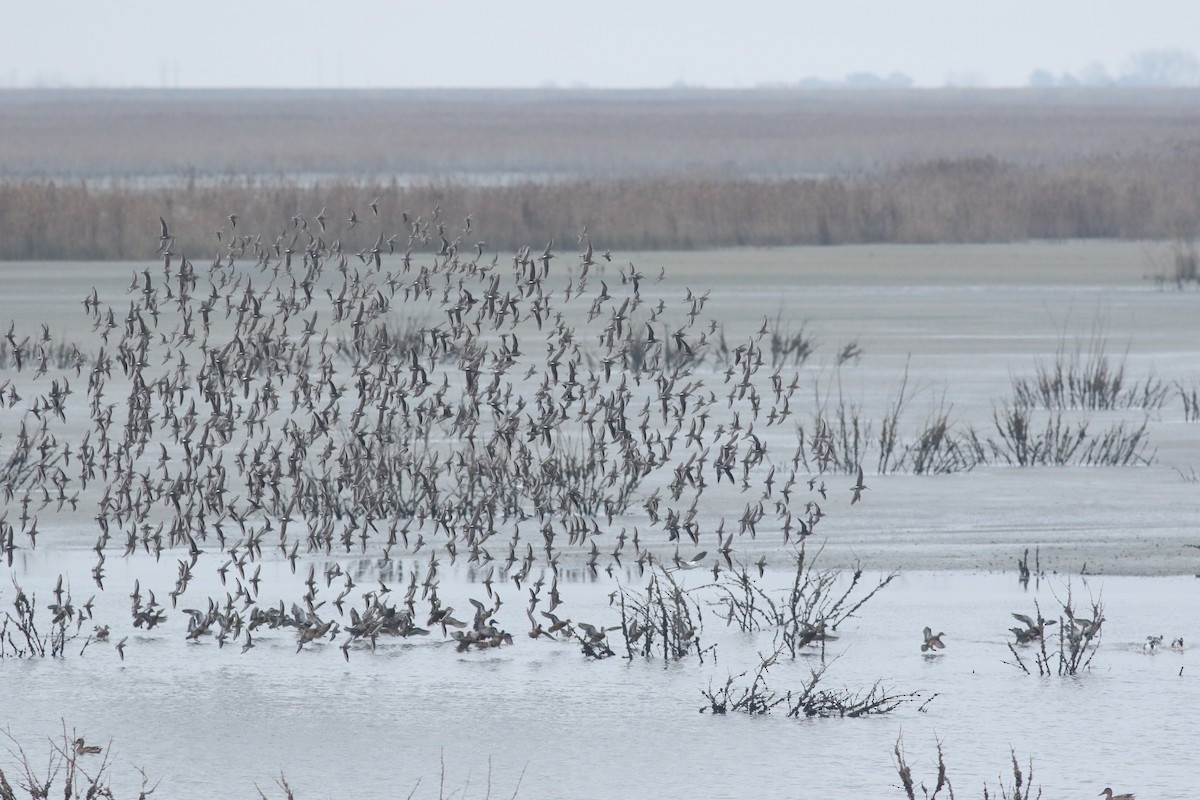 Green-winged Teal - ML83873811