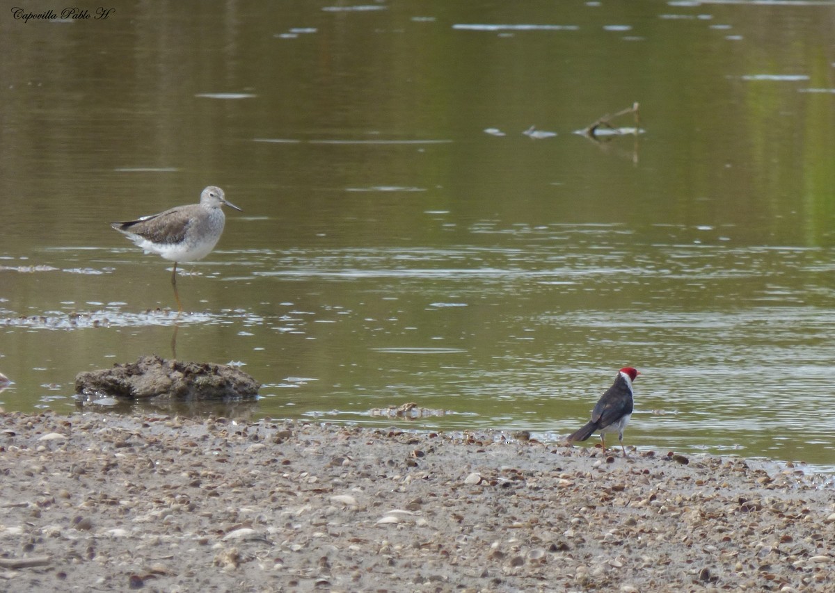 Yellow-billed Cardinal - ML83874251