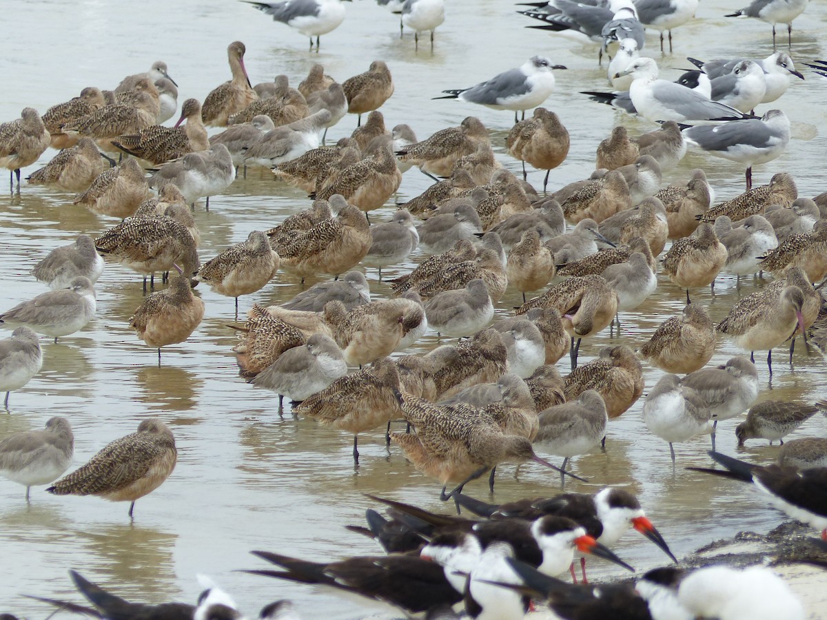 Marbled Godwit - ML83874721