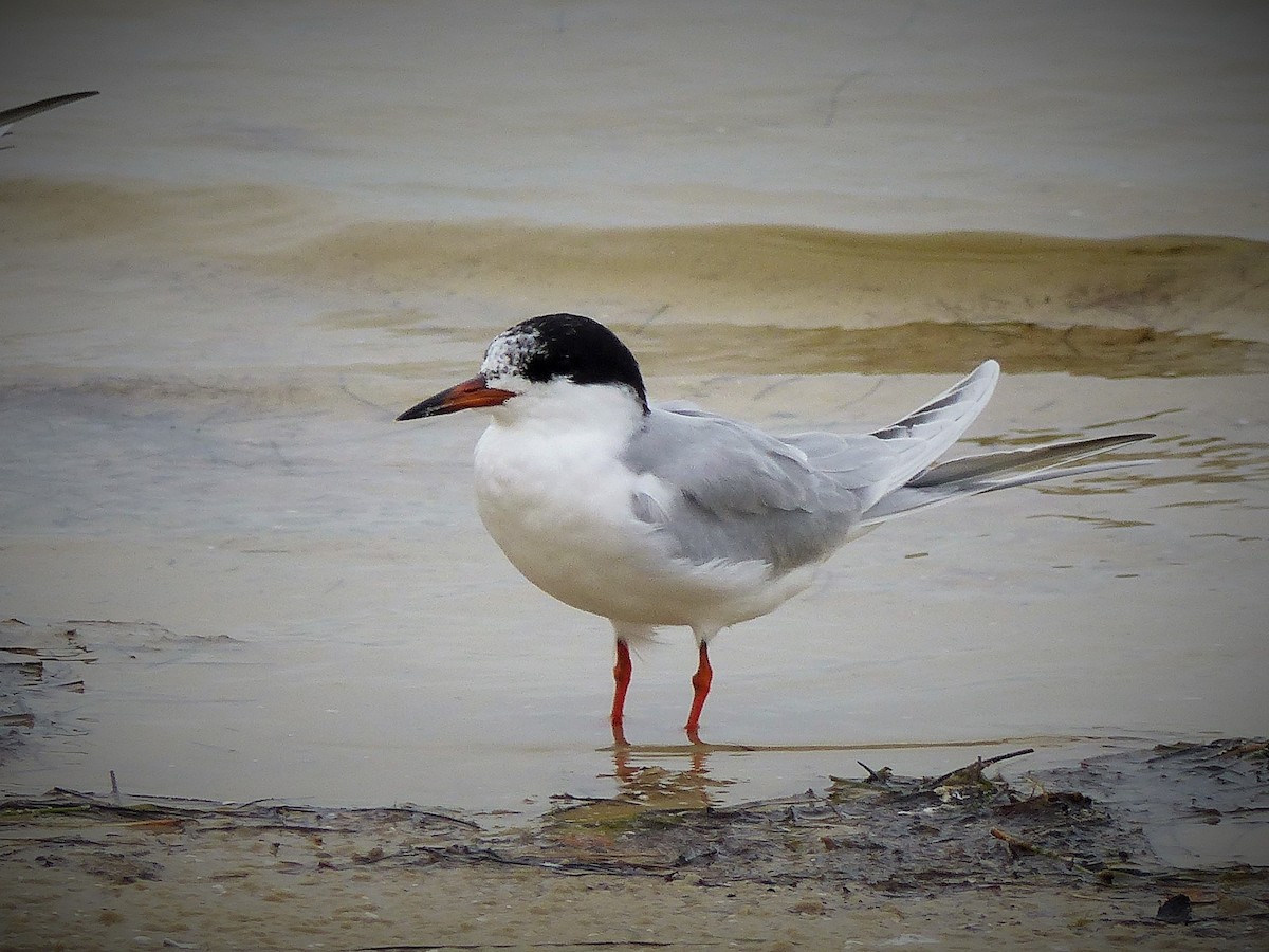 Forster's Tern - ML83874731