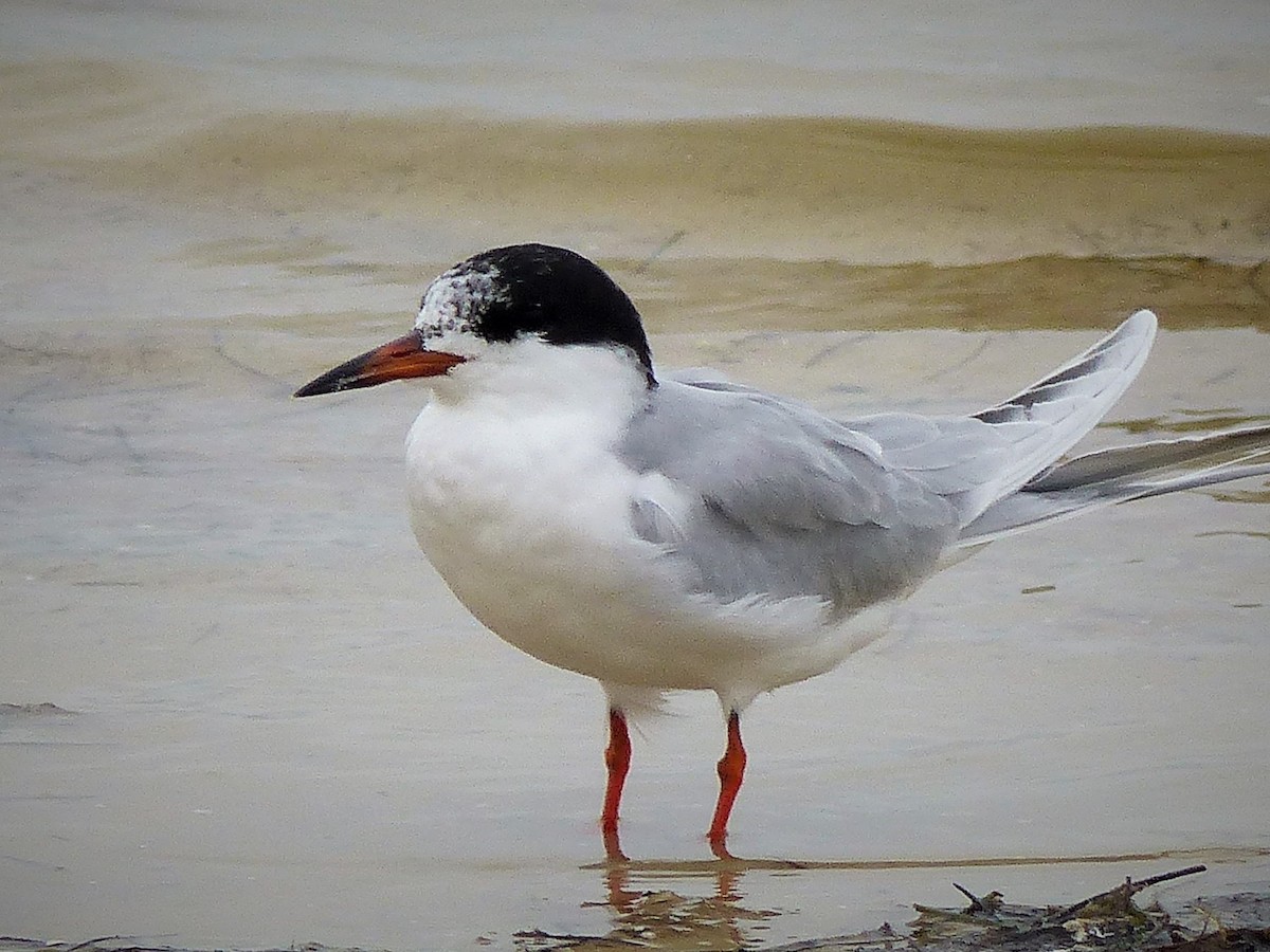 Forster's Tern - ML83874741