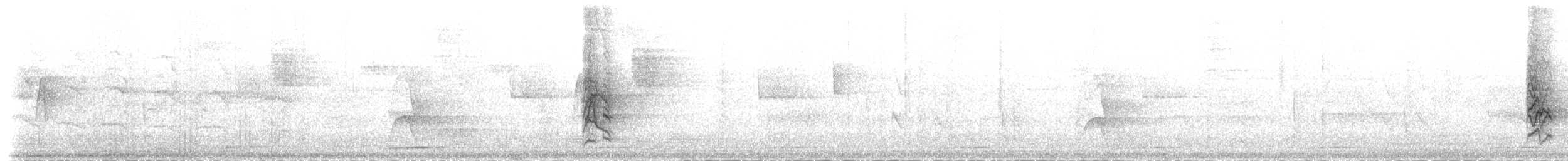 Dunkelspelzer (corvina) - ML83876001