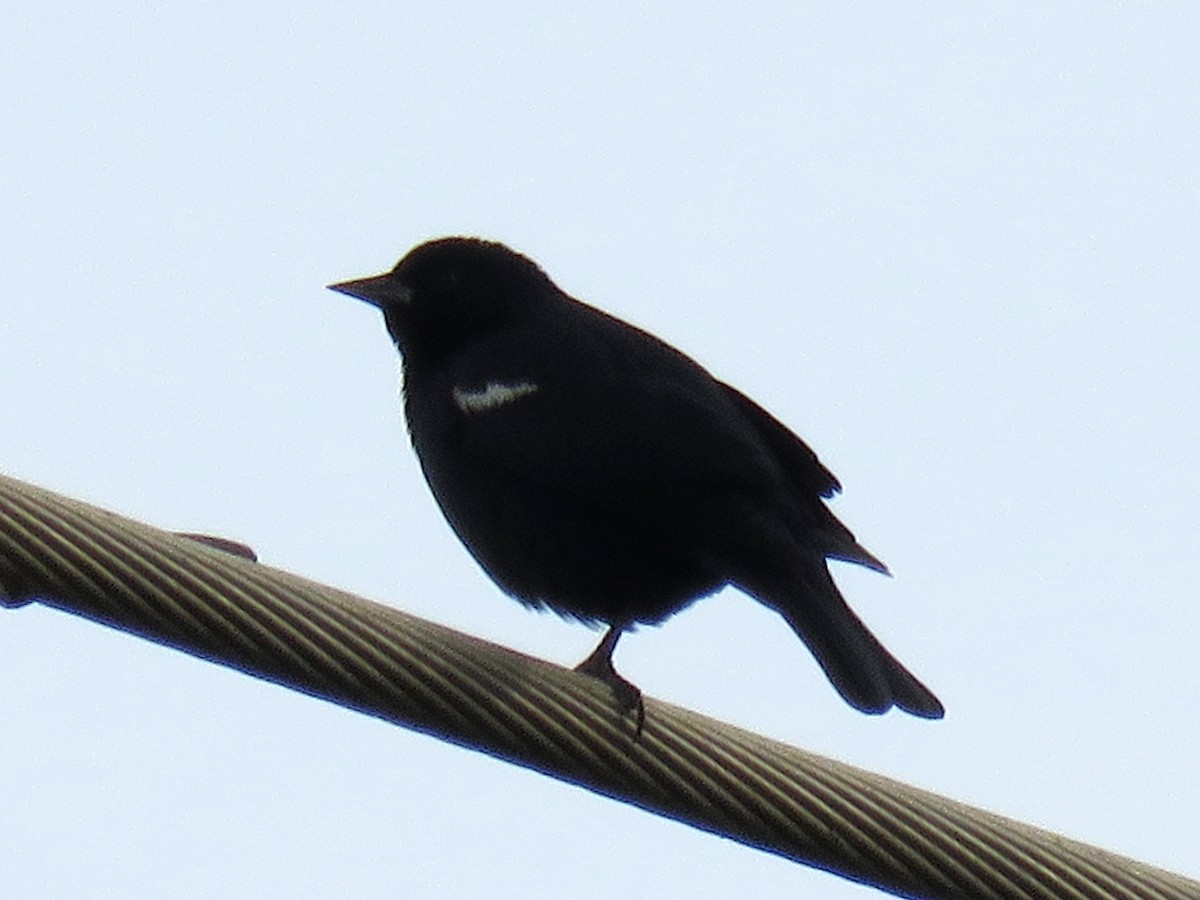 Tricolored Blackbird - Norman Uyeda