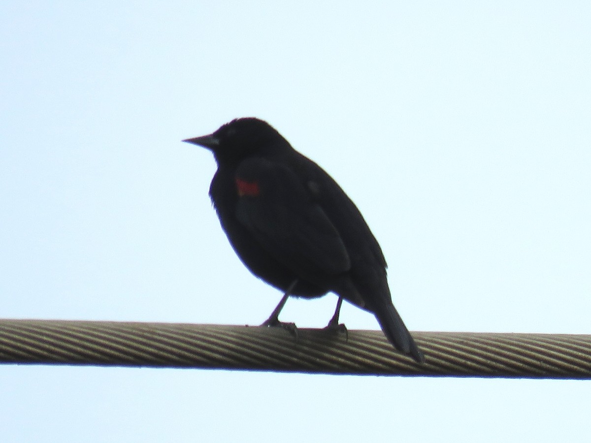 Red-winged Blackbird - ML83876051