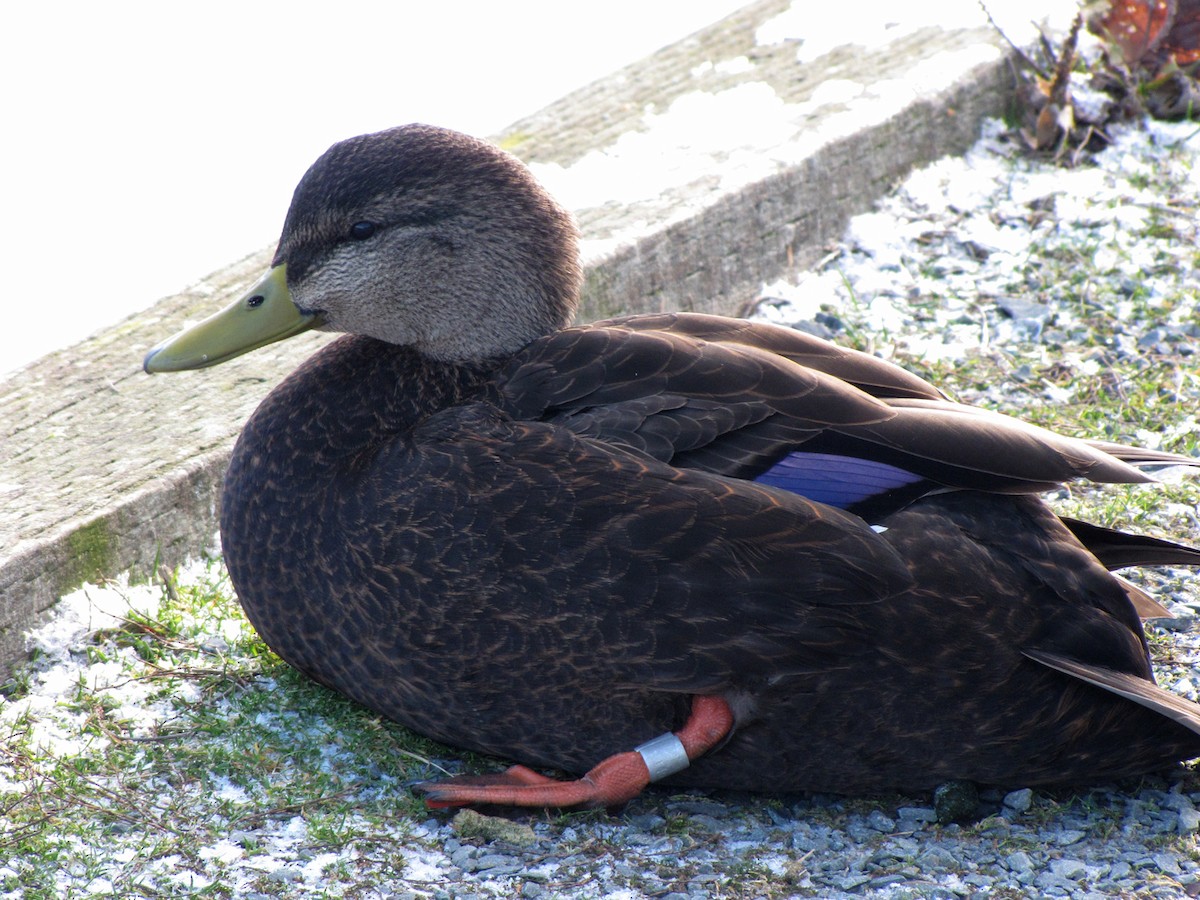 American Black Duck - Kathleen MacAulay