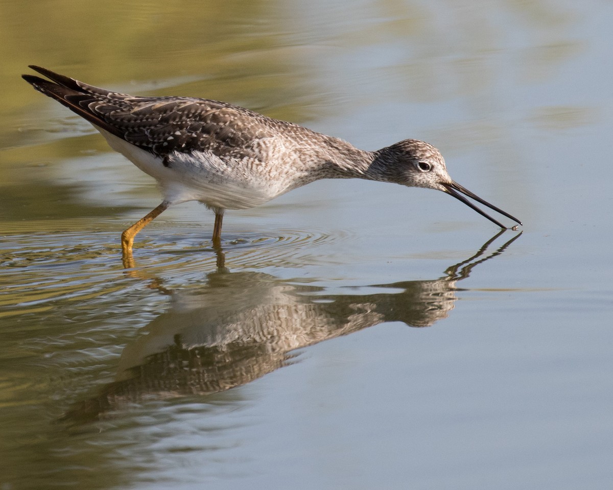Greater Yellowlegs - Terry Ford