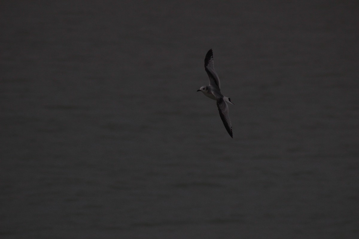 Gaviota Tridáctila - ML83882331