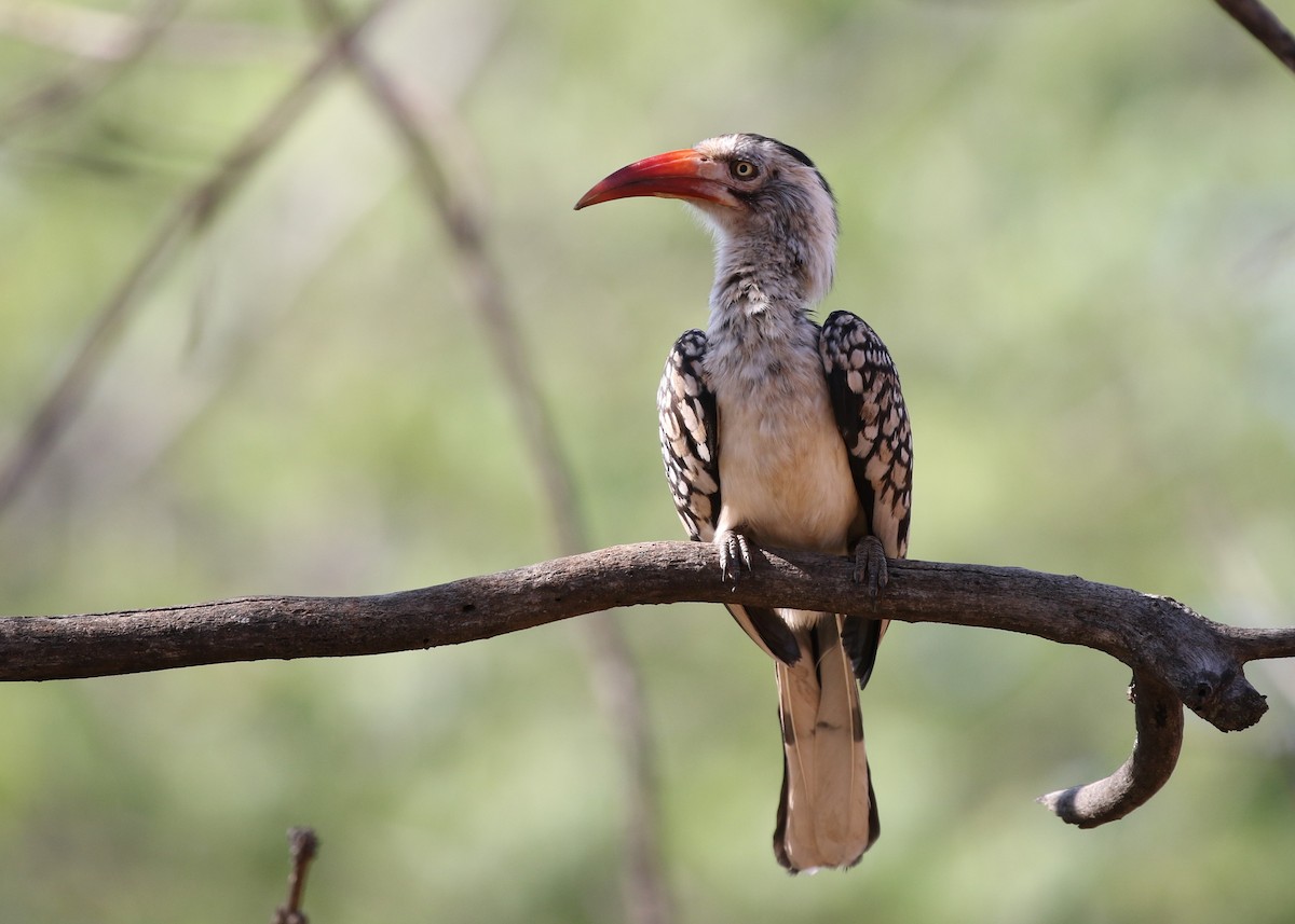 Southern Red-billed Hornbill - ML83882491