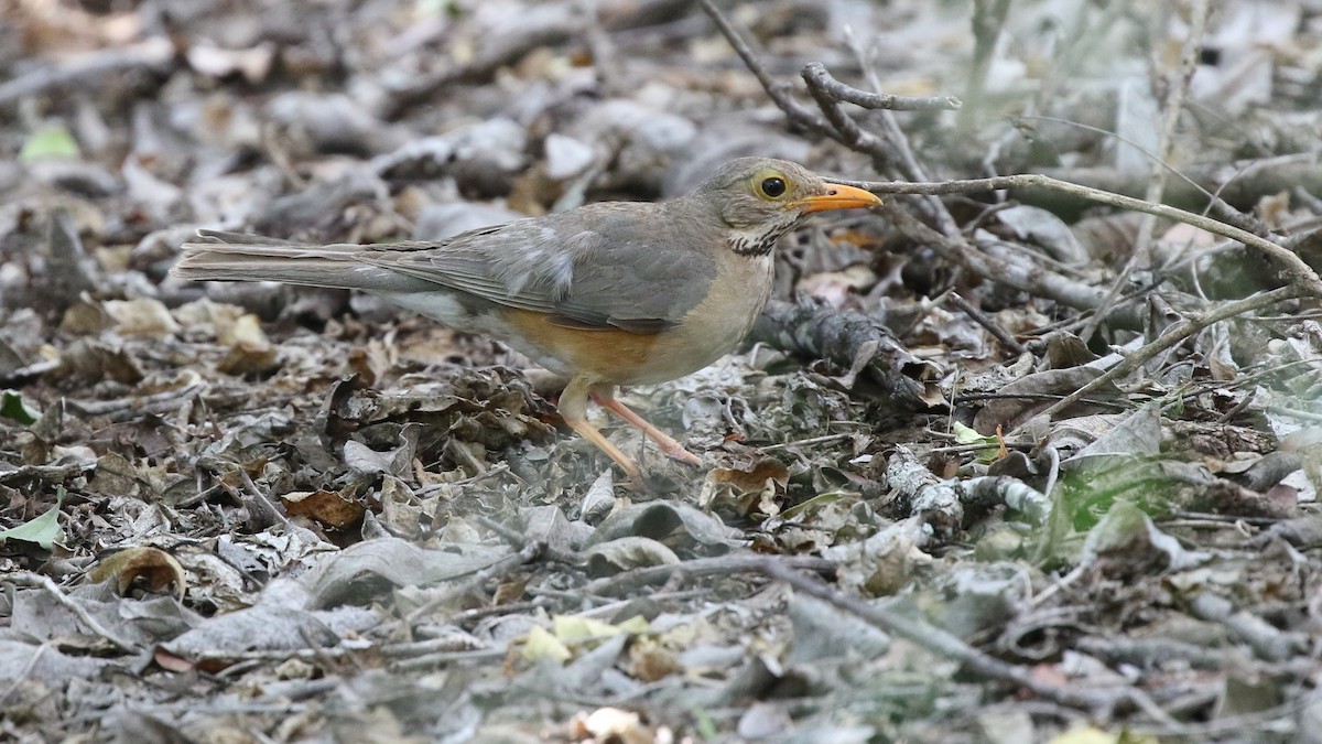 Kurrichane Thrush - ML83882641