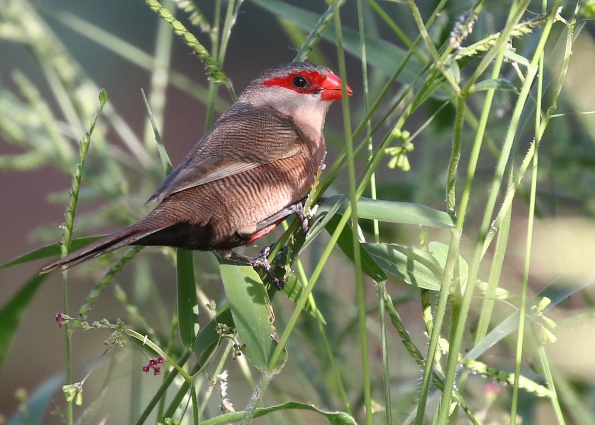 Common Waxbill - ML83882881