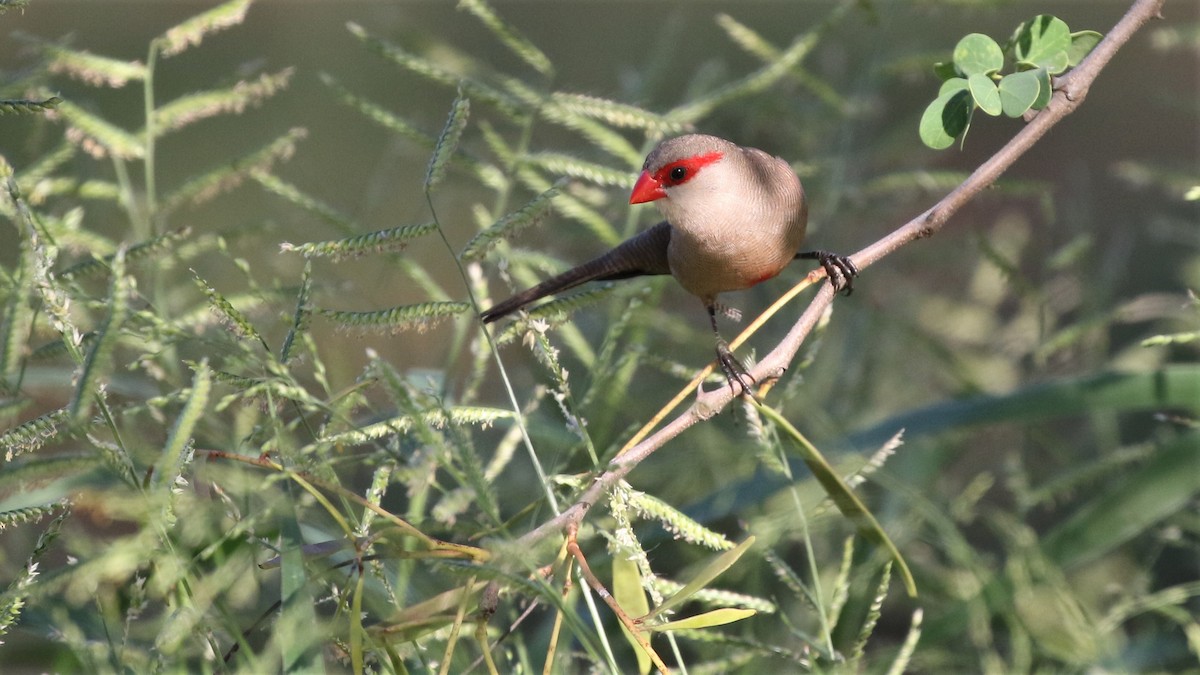 Common Waxbill - Dean LaTray