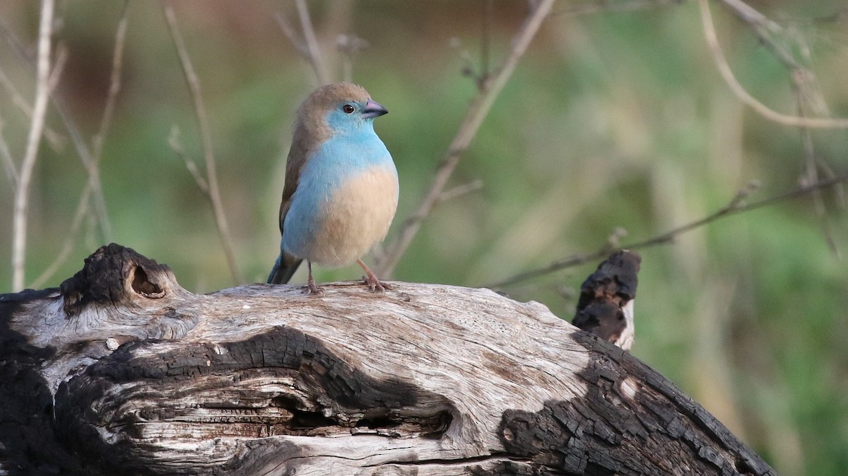 Southern Cordonbleu - ML83883221