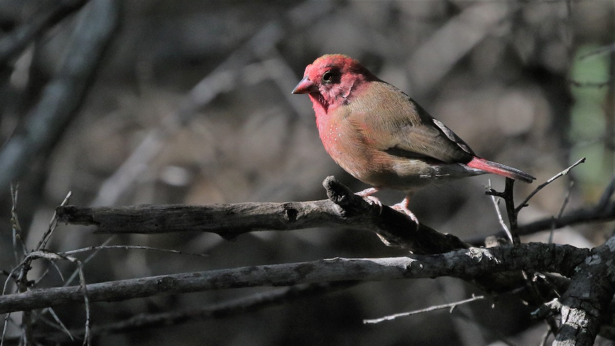 Red-billed Firefinch - ML83883401