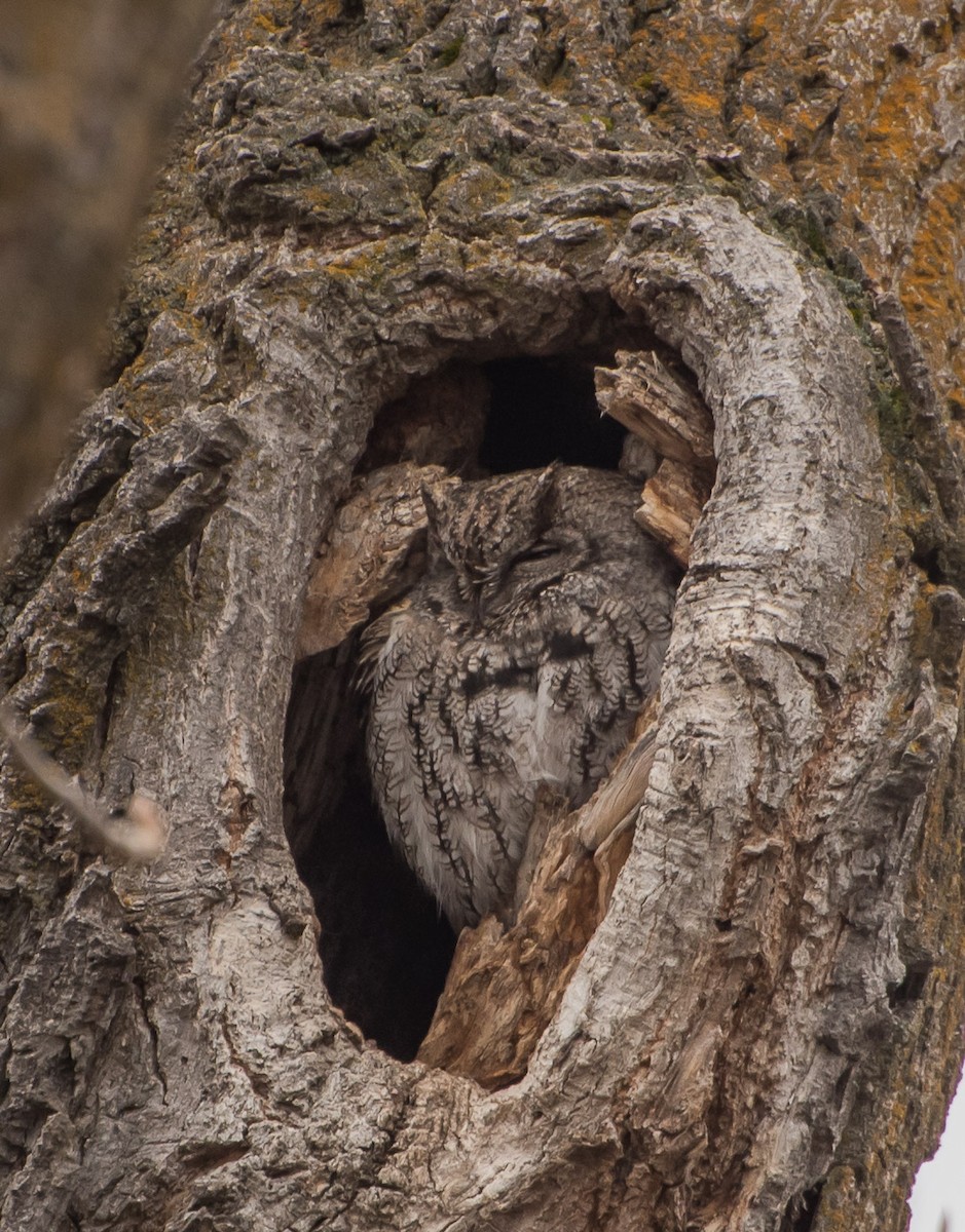 Western Screech-Owl - Libby Burtner