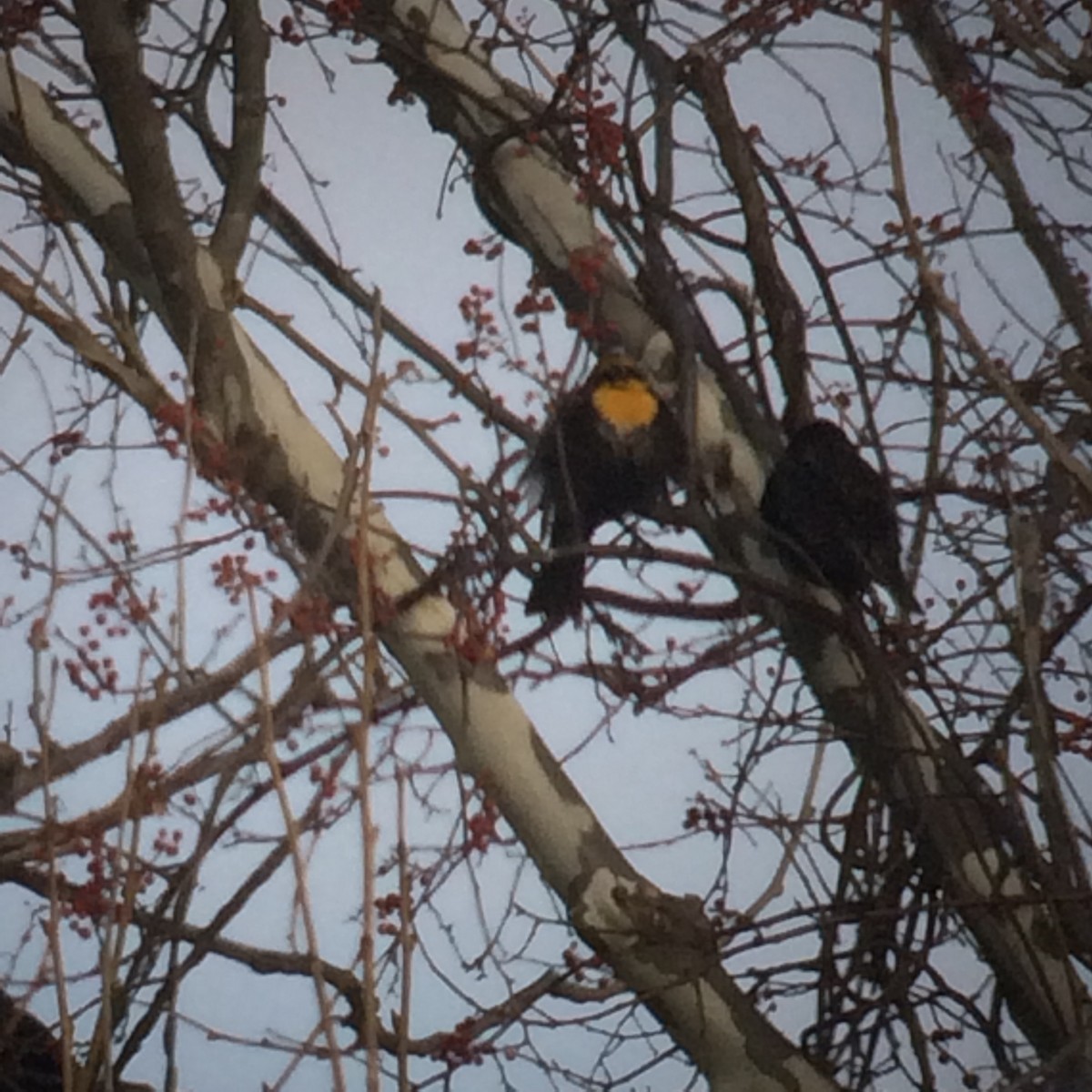 Yellow-headed Blackbird - ML83884051