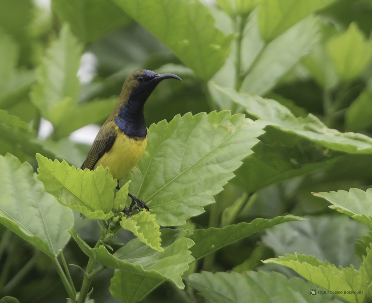 Ornate Sunbird - ML83884751