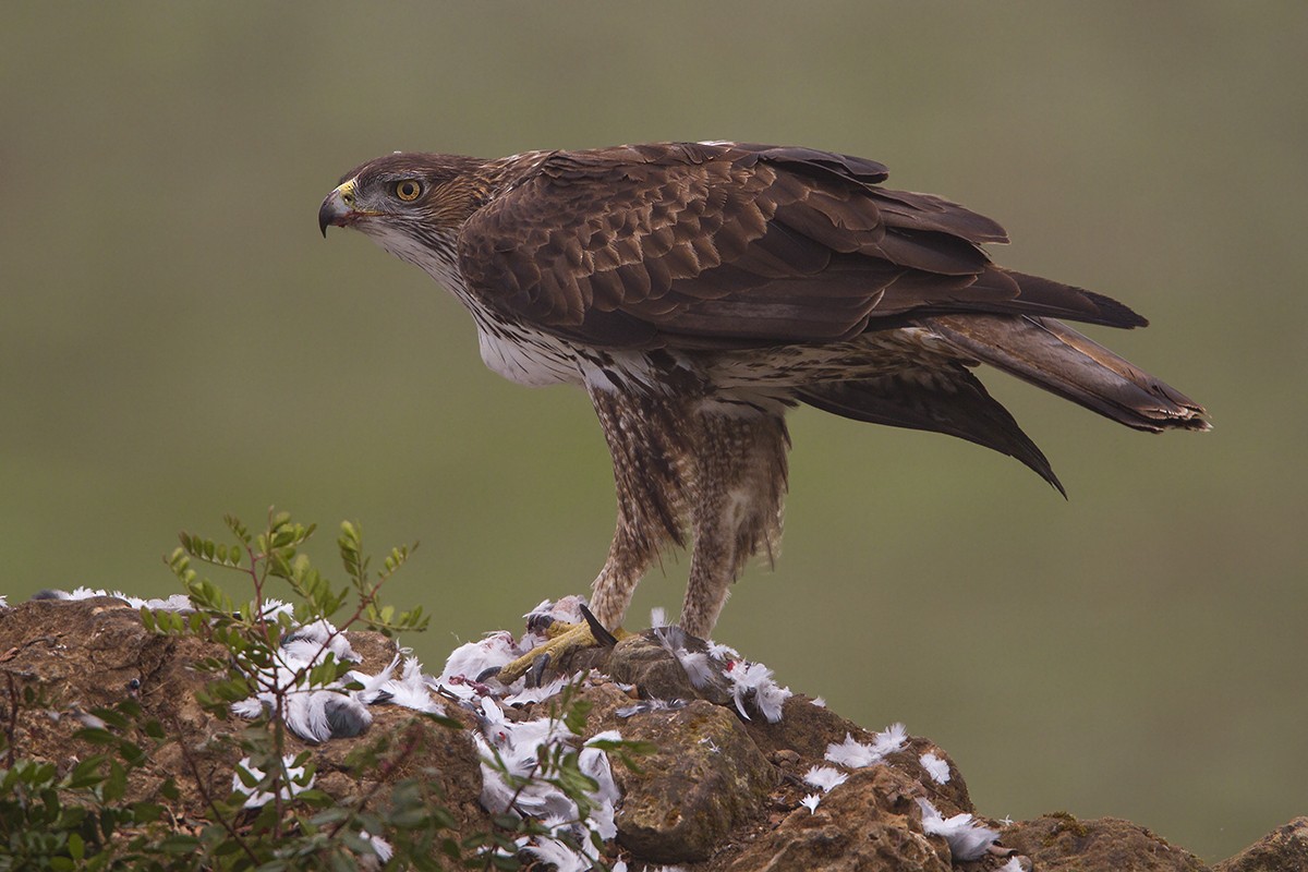 Bonelli arranoa - ML83885561