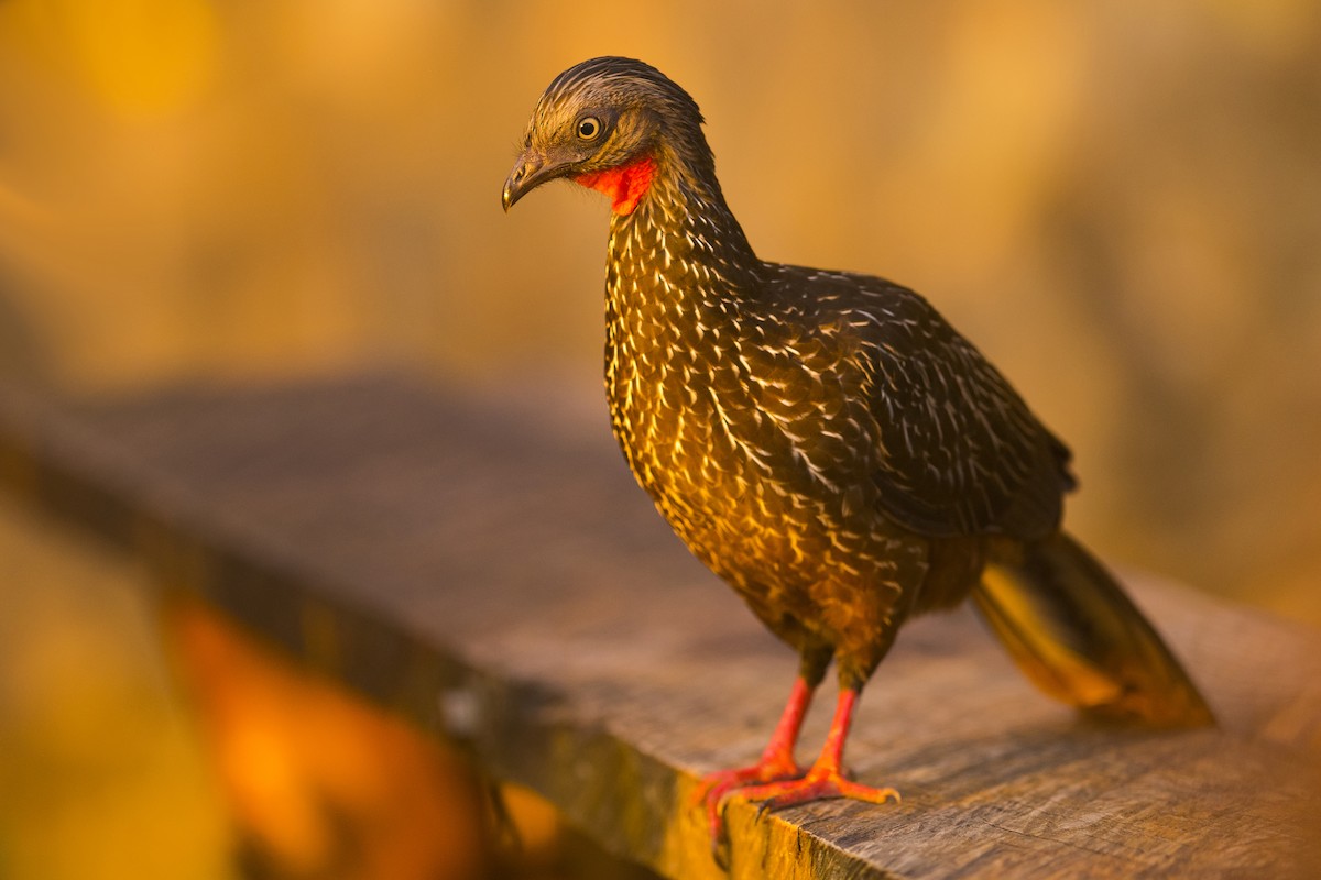 Band-tailed Guan - ML83886321