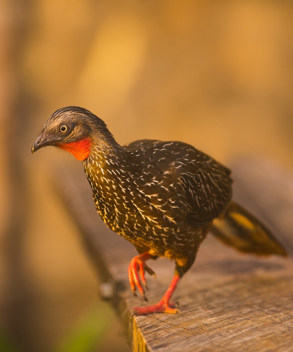 Band-tailed Guan - ML83886581