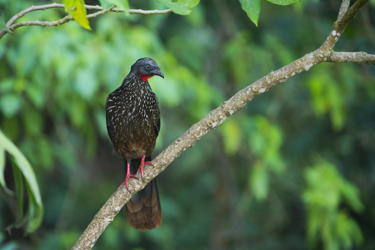 Band-tailed Guan - ML83886801