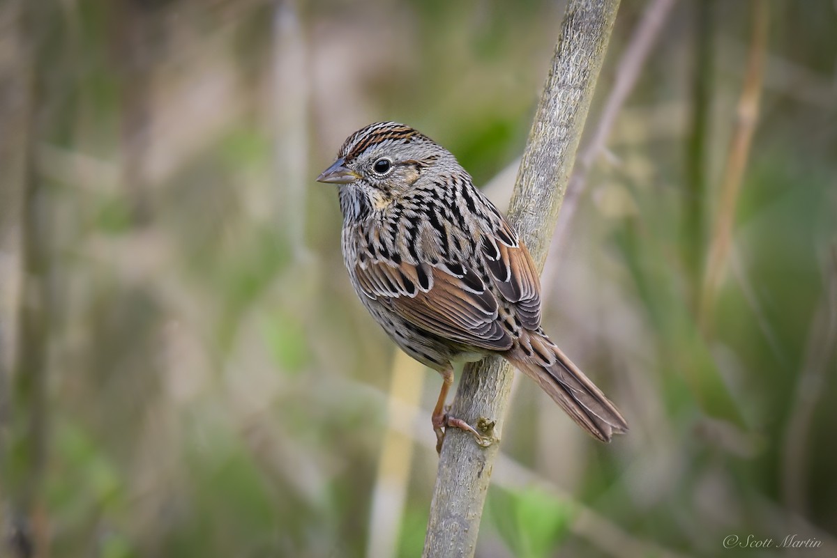 Lincoln's Sparrow - Scott Martin