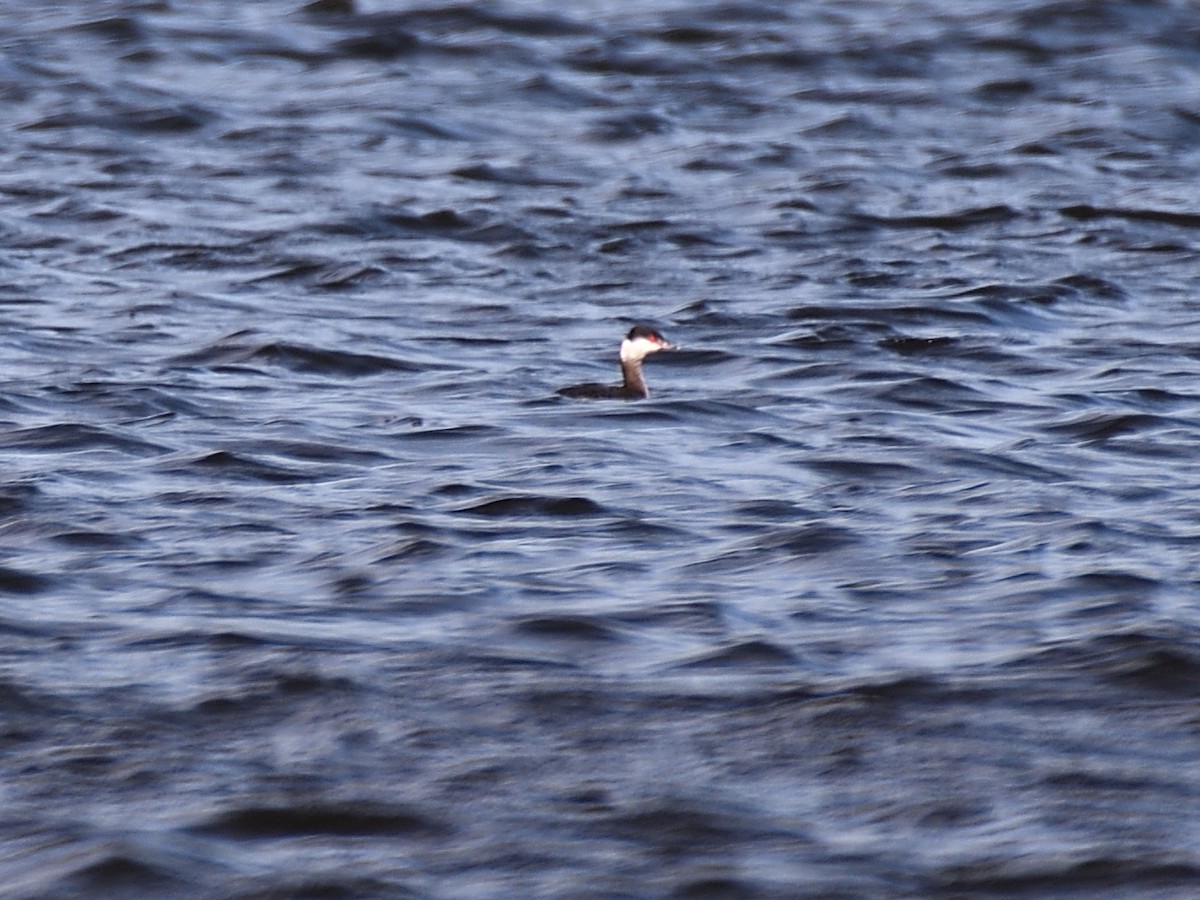 Horned Grebe - ML83888401