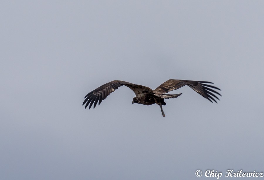 Bald Eagle - Chip Krilowicz