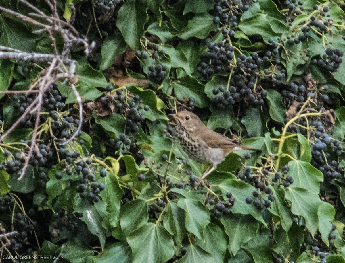 Hermit Thrush - ML83890551