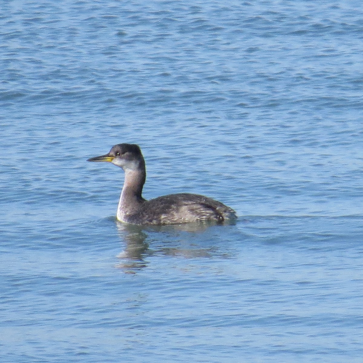 Red-necked Grebe - ML83891671