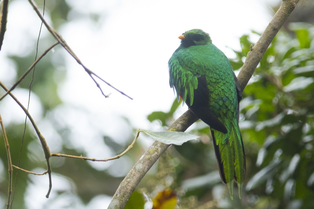White-tipped Quetzal - John Cahill xikanel.com