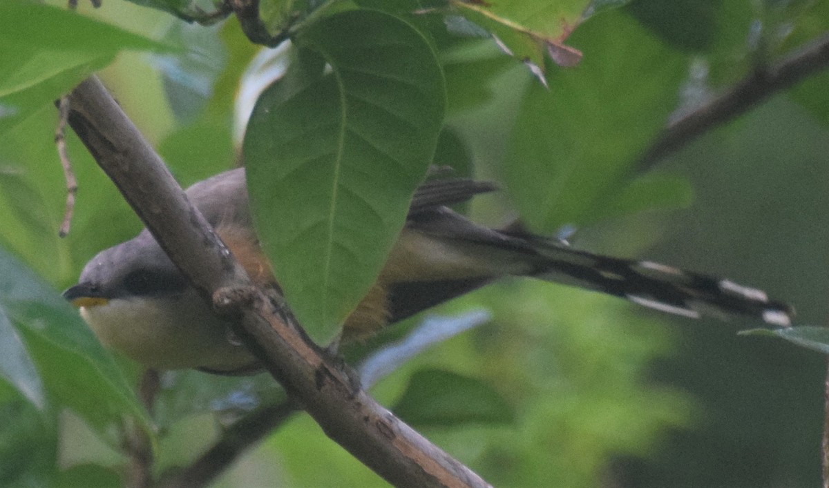 Mangrovekuckuck - ML83895601