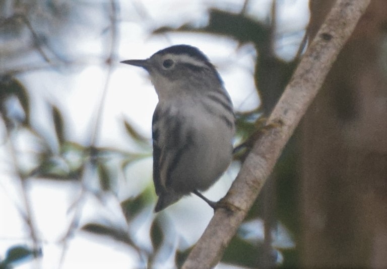 Black-and-white Warbler - ML83895911