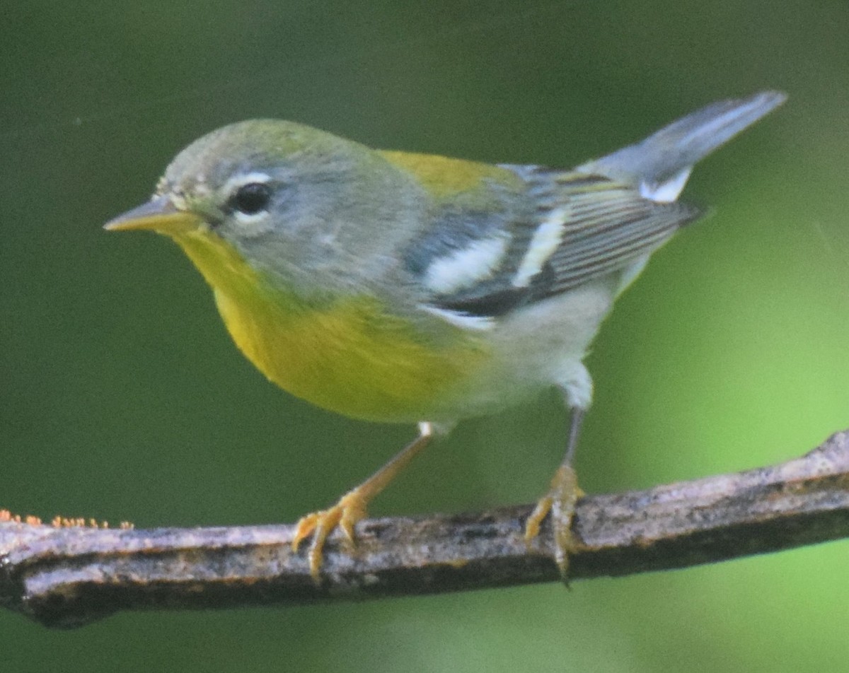 Northern Parula - ML83895941