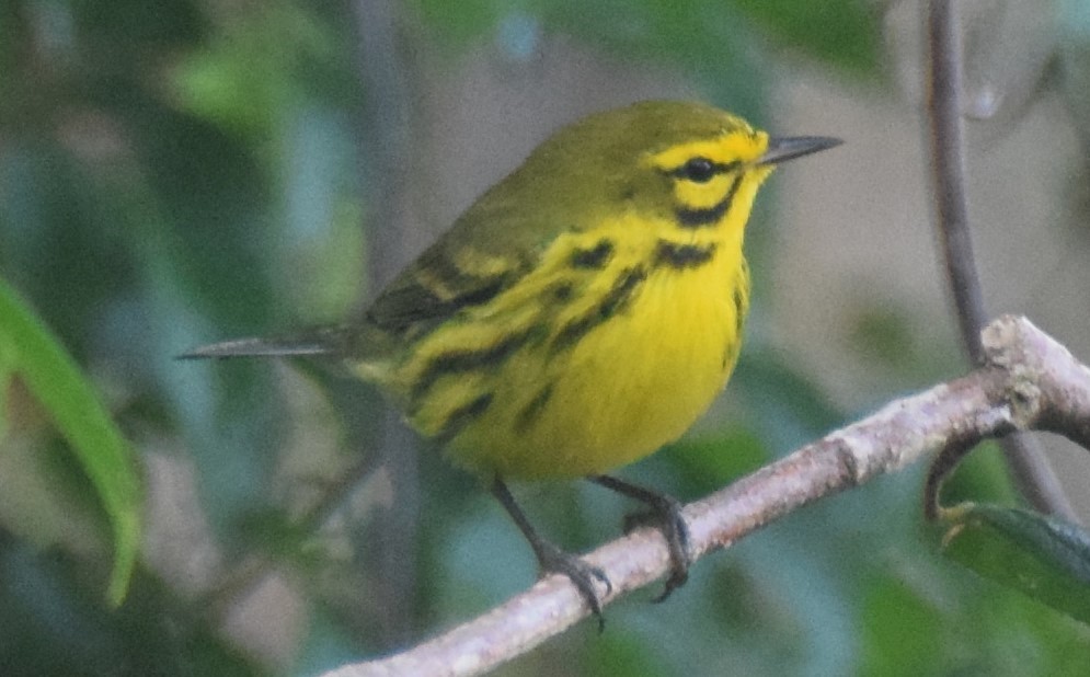 Prairie Warbler - ML83896031