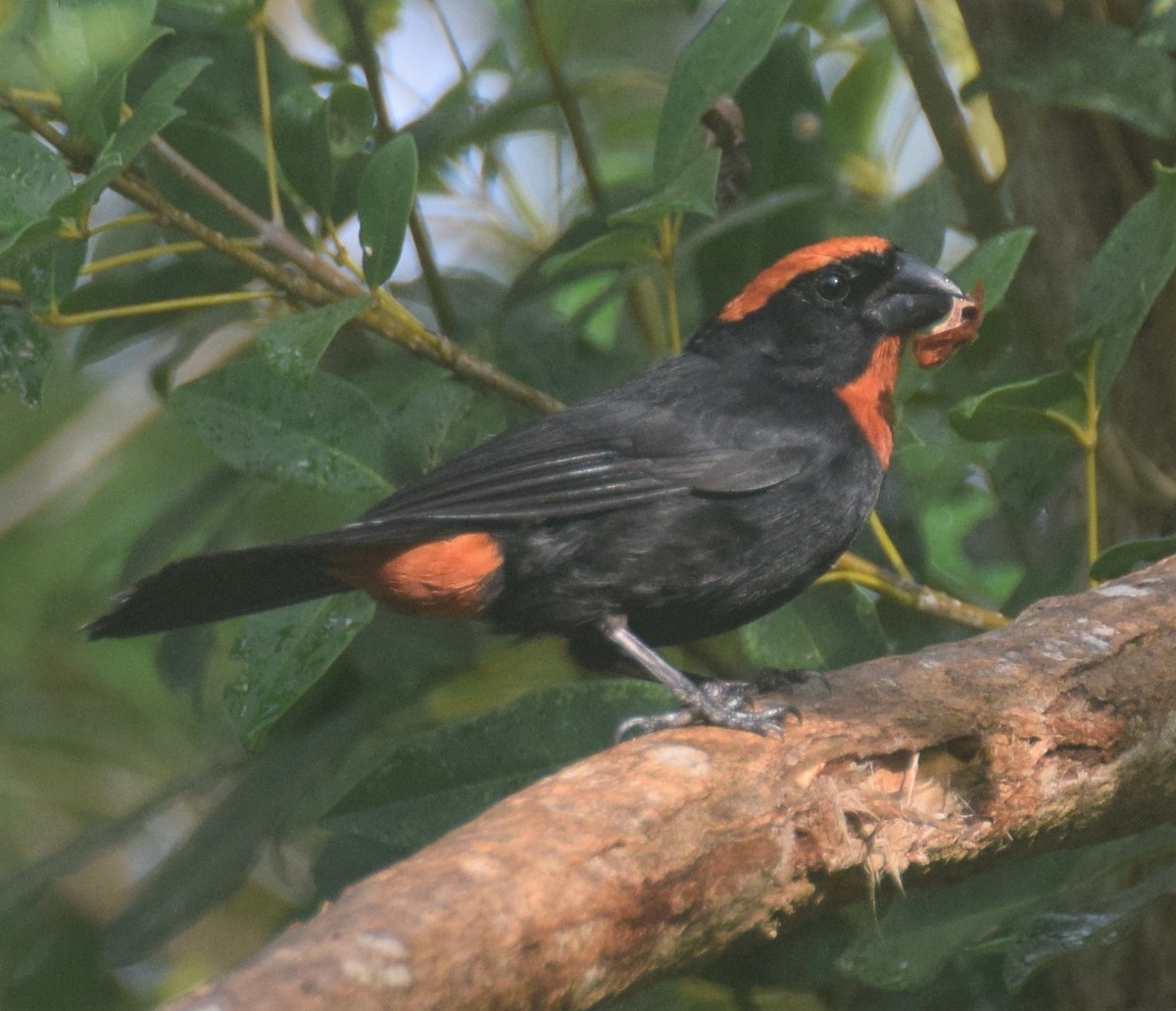 Puerto Rican Bullfinch - ML83896181