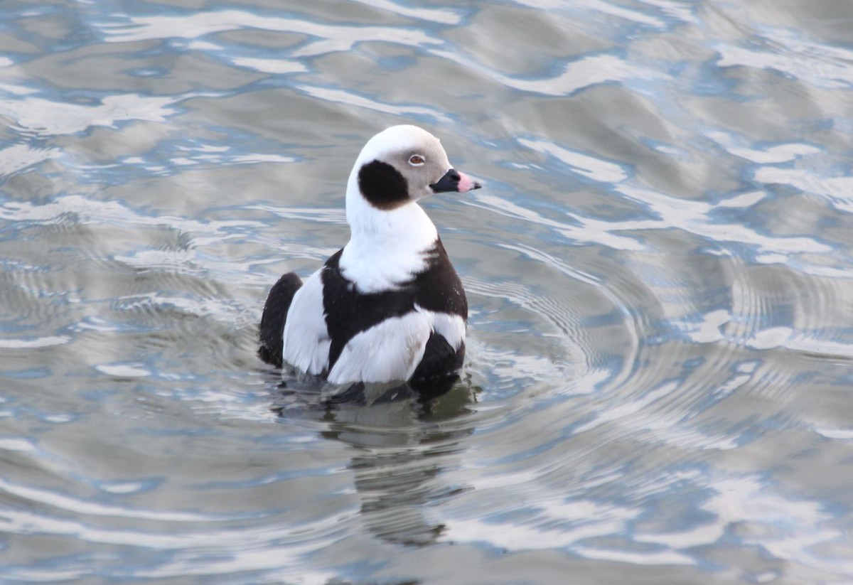 Long-tailed Duck - 🦅 ꙅɒᴎoɔiʜƆ ʏɔɒɿT 🦃